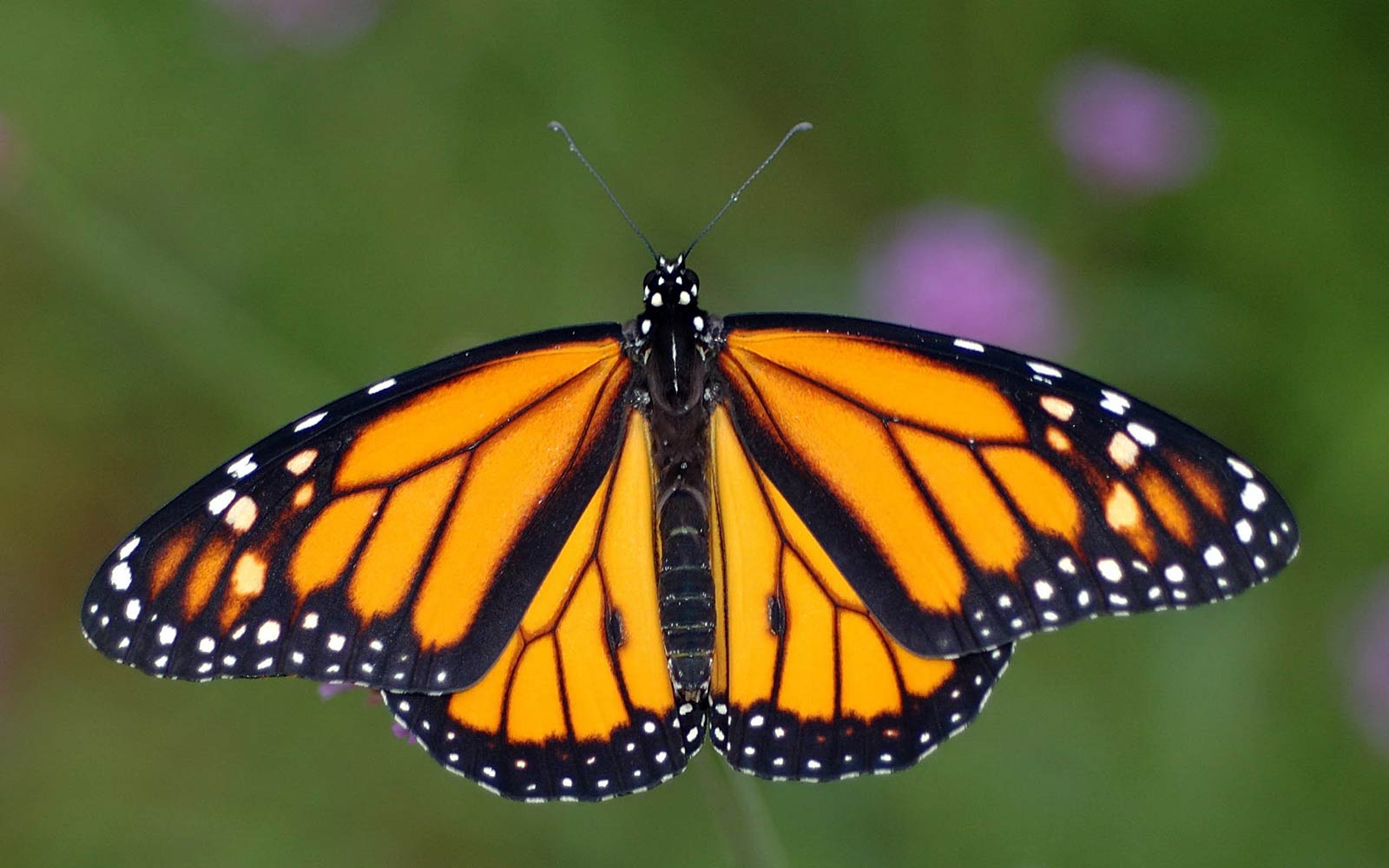 the-beauty-of-monarch-butterflies-greenability-magazine