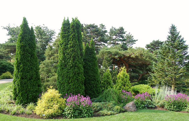 Gardening With Conifers In Greater Kansas City Greenability Magazine 6699