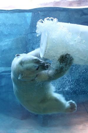 KCZoo+Polar+Bear+Barrel+Underwater - Greenability Magazine