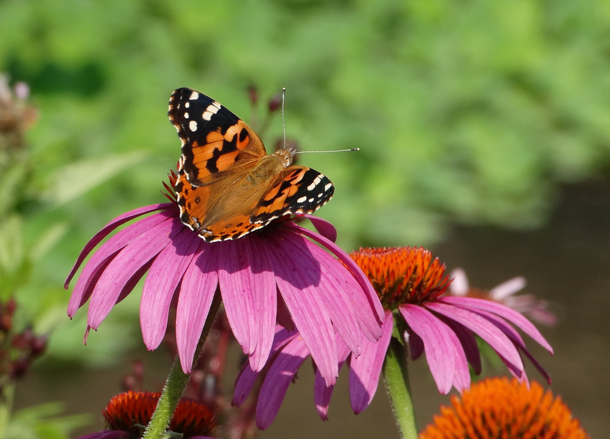 Festival of Butterflies Greenability Magazine