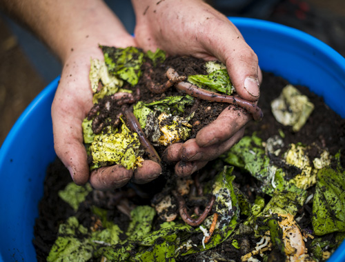 Use worms to compost food waste - Greenability