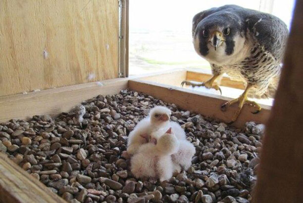 Watch Peregrine Falcon Chicks Live - Greenability