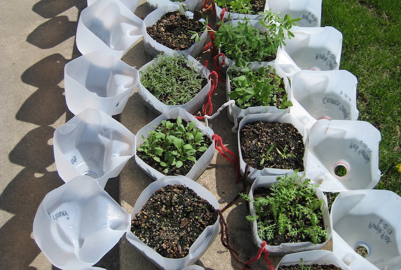 Winter-Sowing with DIY Milk Jug Greenhouses!