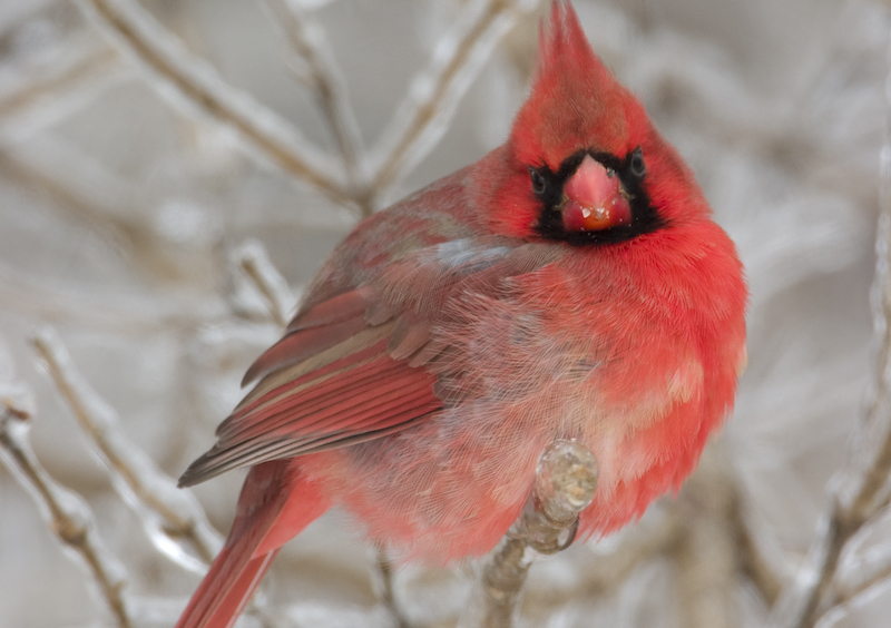 Get outside for the Christmas Bird Count Greenability Magazine