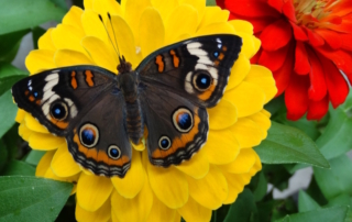 FINAL-Festival of Butterflies-WEB