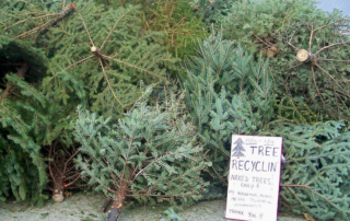 FINAL-Recycle tree-WEB