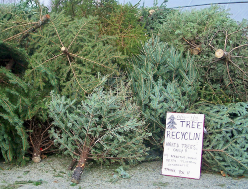 Recycle holiday trees, wreaths and greens