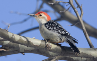 FINAL-Red-bellied_Woodpecker-WEB