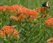 FINAL-Native butterfly milkweed-WEB