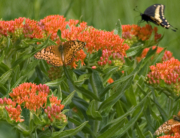 FINAL-Native butterfly milkweed-WEB