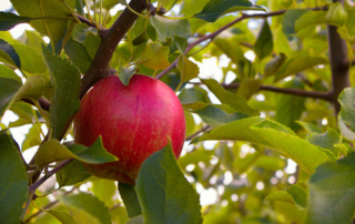 FINAL-Apple orchard-WEB