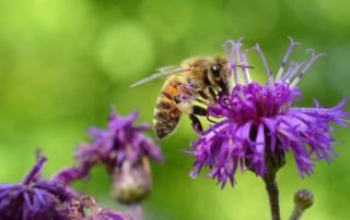 FINAL-Pollinator Partnership-WEB