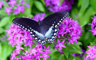 FINAL-Powell Gardens Butterfly Festival-WEB