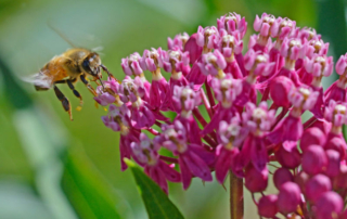 41174906 - flying honeybee feeding on pink milkweed.