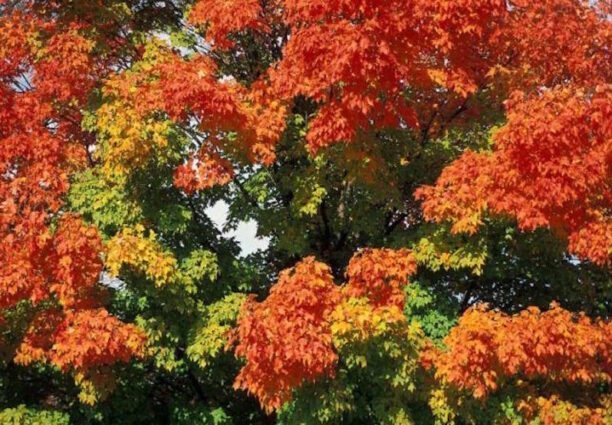 Enjoy best places for peak fall foliage & wildlife - Greenability