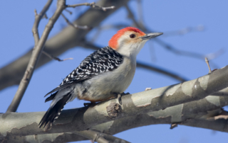 FINAL-Red-bellied_Woodpecker-WEB