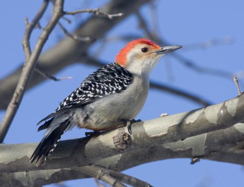 Get outside for a Christmas Bird Count