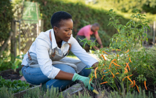 African american woman picking vegetables from garden. Mature woman working in vegetable garden. Black farmer taking care of plants and harvesting fresh vegetables from the greenhouse.