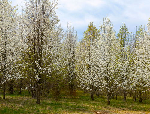 Get a free native tree at Callery Pear Buy-Back 