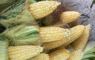 FINAL-Amaizing Sweet Corn Gleanathon-WEB