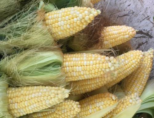 Volunteer to glean corn to feed hungry
