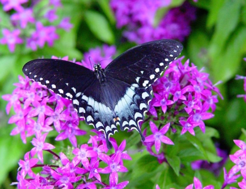 Track a pollinator migration at Butterfly Festival
