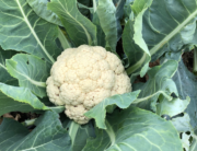 FINAL-Cauliflower-WEB
