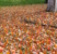 FINAL-Leaves-WestPlaza-WEB