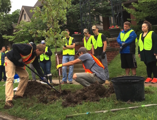 Volunteer to plant trees on city streets
