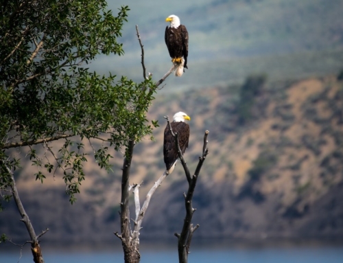 Bald eagles have landed, here’s how to see these amazing birds