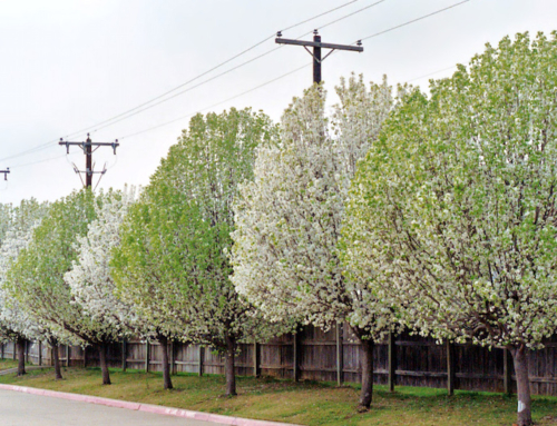 What’s wrong with Bradford pears?