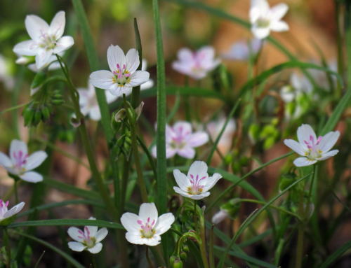 8 native plants with spring blooms