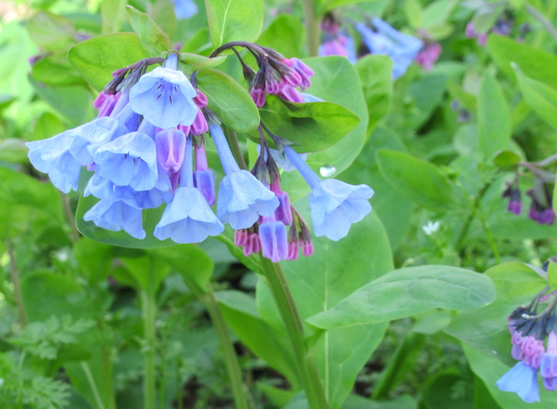 Virginia Bluebells