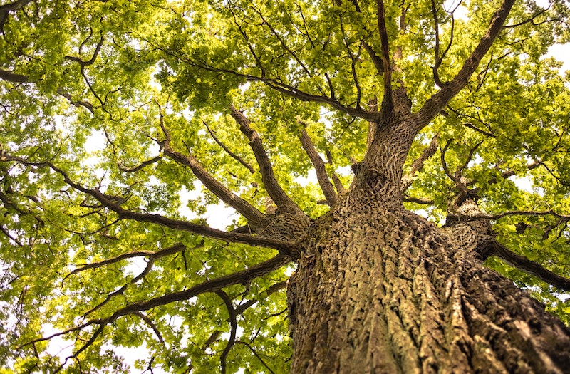 How Much are Oak Trees Worth? A Comprehensive Guide for Landowners