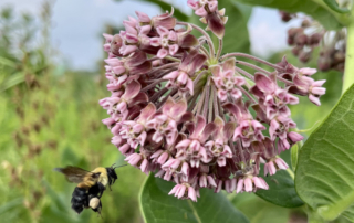 native bee visits common milkweed