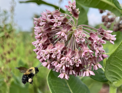 Celebrate National Pollinator Week at the Prairie