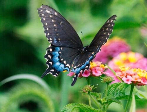 Embark on a butterfly adventure: Festival of Butterflies opens July 20