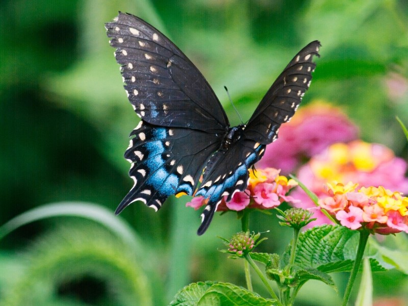 Butterflies Around The Fountain: BLACK AWARENESS DAY - Dia da