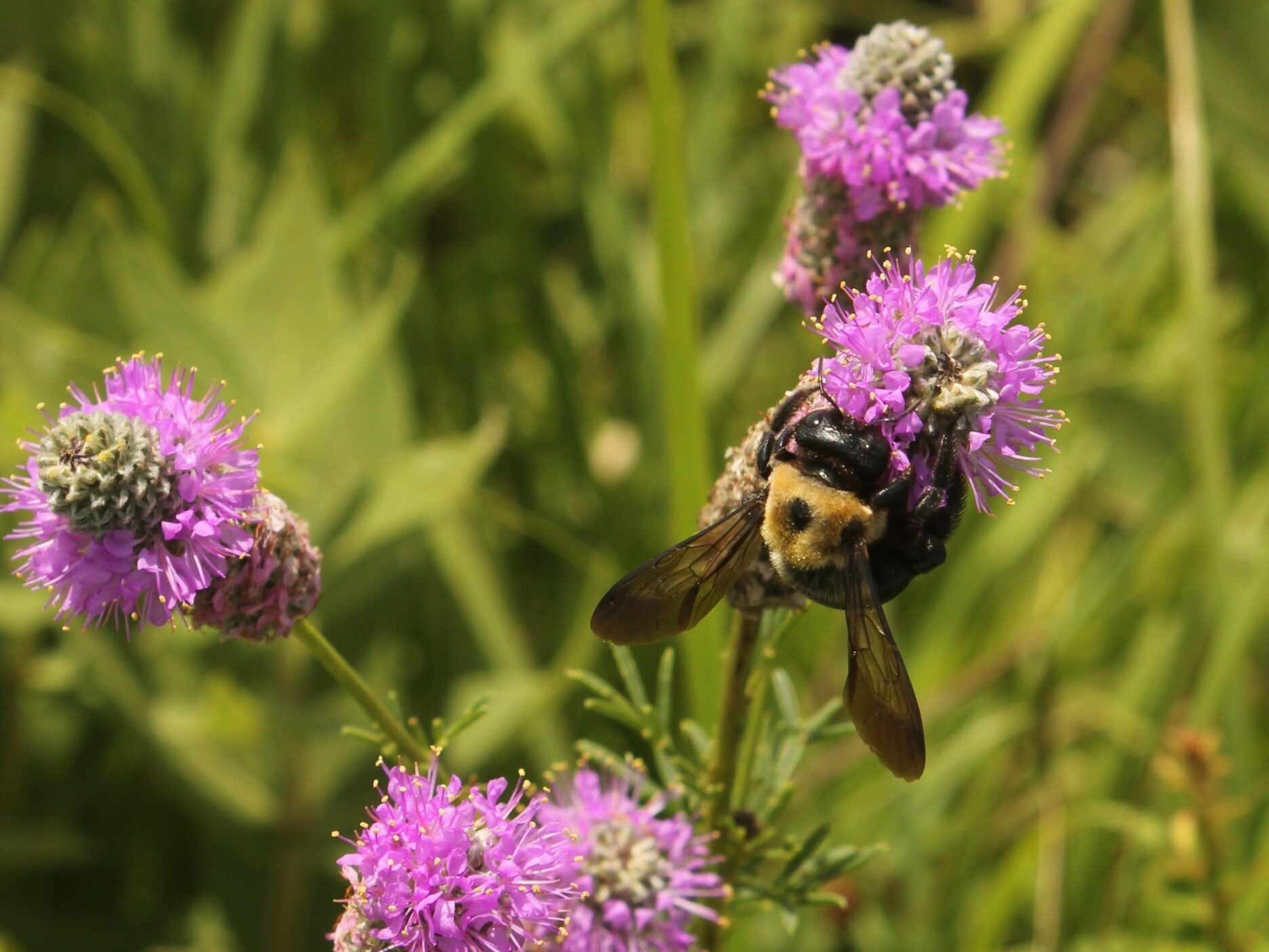 Deep Roots Lunch & Learn - Keystone Species - Virtual - Greenability