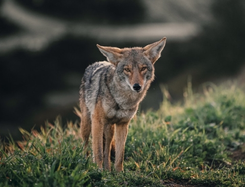 What’s up with urban coyotes and foxes?