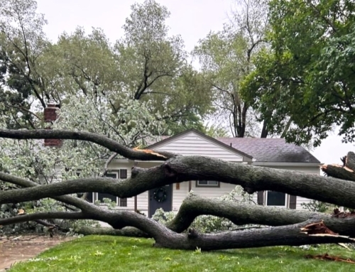 The Fate of Trees After Storms