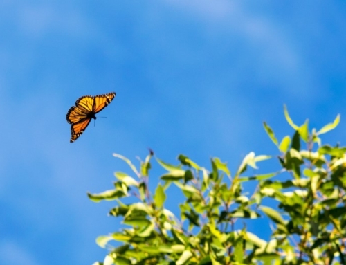 Catch the monarch butterfly migration this fall