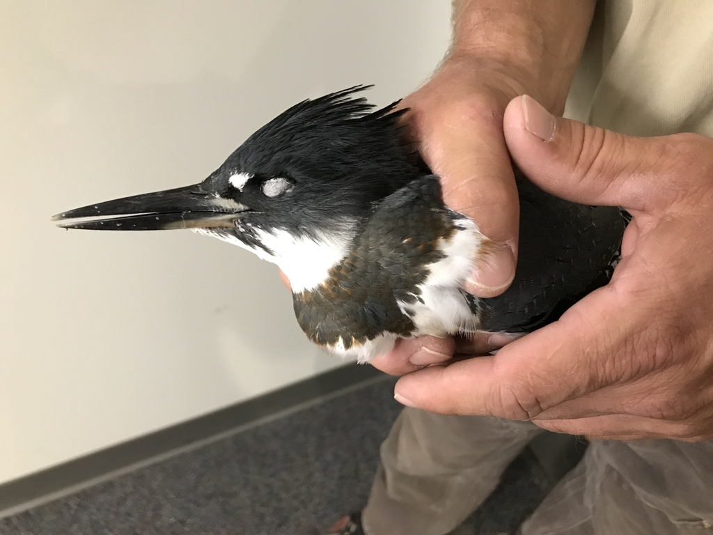 Belted Kingfisher - Injured