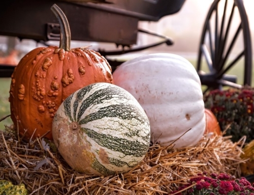 Don’t trash them: Where can you compost your pumpkins?
